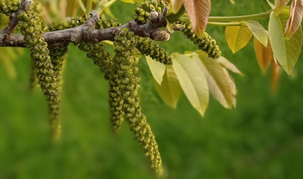 bourgeons de noyer