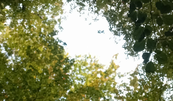 cîme des arbres