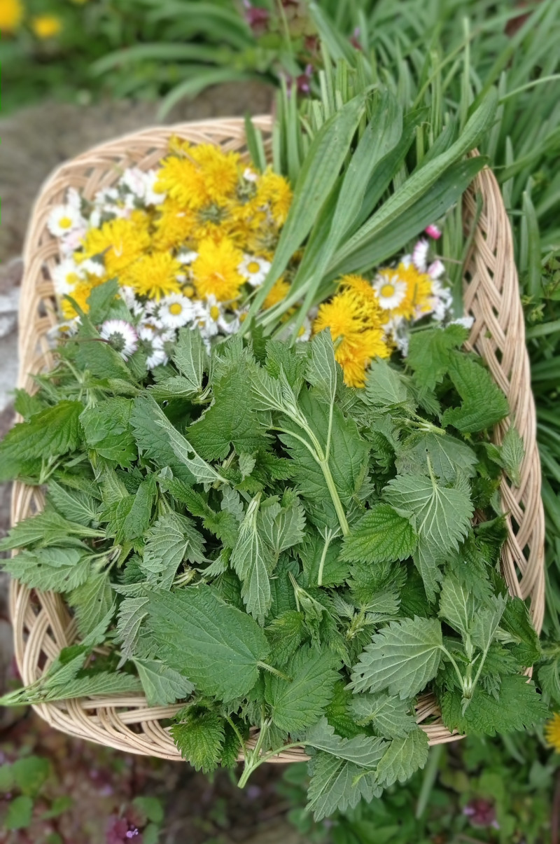 corbeille de cueillette