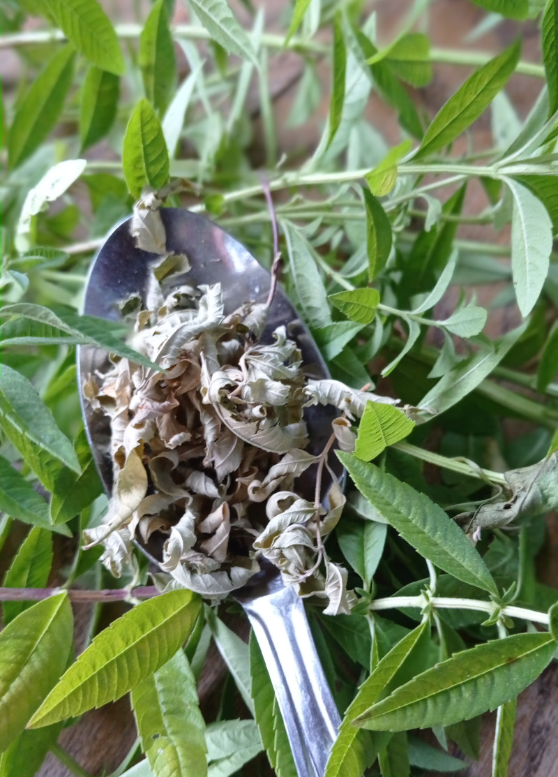 cuillère et plante sèchée